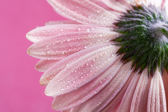 Close up View of a Pink Gerbera Daisy
