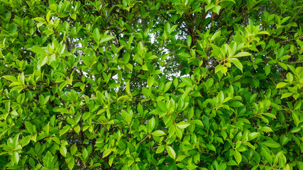 Fototapeta na wymiar banyan green leaves nature background.Tree plant bush decorate in the garden.Leaf texture copy space banner.Spring time tropical natural beautiful.Close up.Environment wallpaper.Environment day
