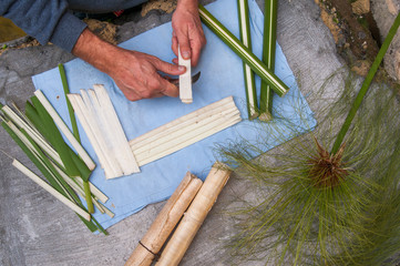 Papyrus paper artisan in Syracuse cutting the stem of a papyrus plant to obtain thin strips