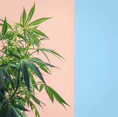 Cannabis plant, branches of marijuana against pink blue background