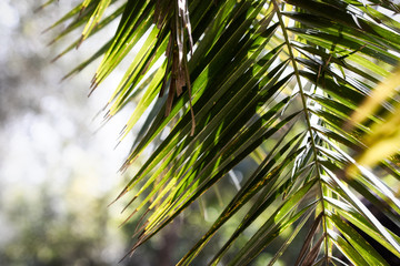leaves green background. close up palm leaf. backrgound