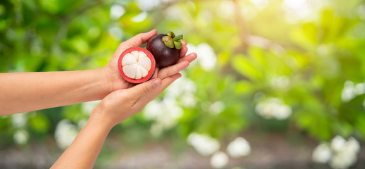 Mangosteens on natural farm background, Woman holding tasty organic red delicious mangosteens, healthy eating and dieting concept,