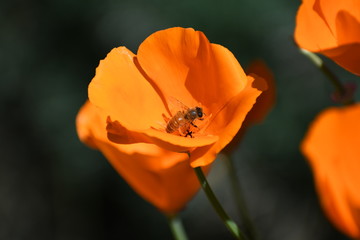 red poppy flower with bee