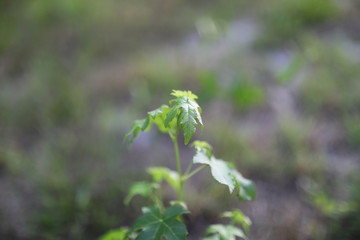 Green grass plant in wild nature spring