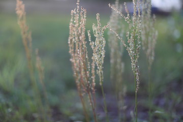 Sorrel plant green spring flowers blossoming 