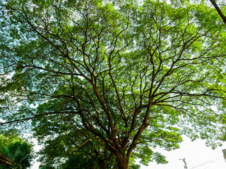 Fototapeta premium High view Scenery of giant rain tree.Thai name Chamchuri tree or monkey pod tree with green leaves .Tourist Holiday weekend for relax and take photo.big tree ecology branch and sunlight beautiful.