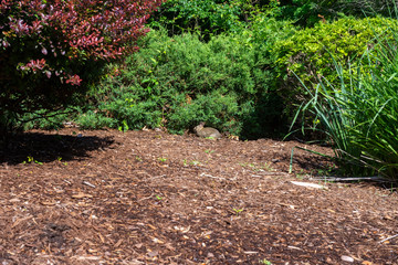 an isolated bunny sits in a clearing between bushes on a sunny spring afternoon 