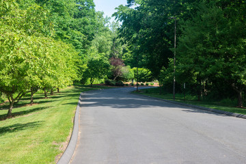Fototapeta na wymiar a paved road cuts through fresh green grass and healthy green leafed trees one sunny spring afternoon 