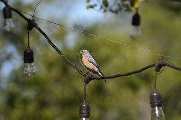 robin on a branch