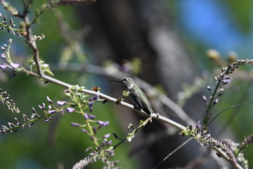 Hummingbird At Rest