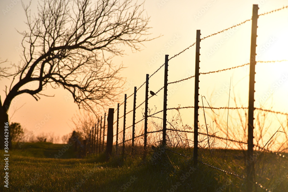 Poster fence row sunset