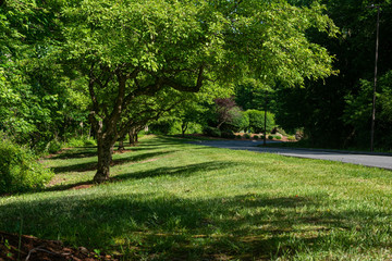 strong healthy trees and the fresh green grass of the edge of a forest line a paved roadway on a spring afternoon