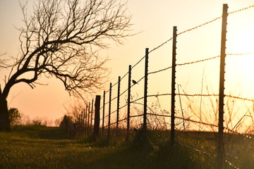Fence Row Sunset
