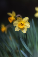 Obraz premium Yellow Narcissus bloom in the garden in April. Spring flowers daffodils close-up.