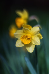 Yellow Narcissus bloom in the garden in April. Spring flowers daffodils close-up.
