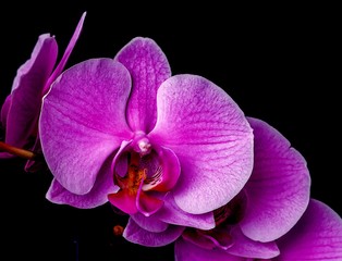 Orchid orchid on a black background - obrazy, fototapety, plakaty