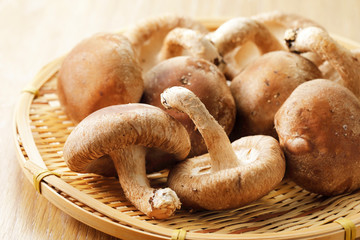 しいたけ　Shiitake mushrooms