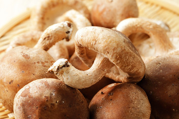 しいたけ　Shiitake mushrooms