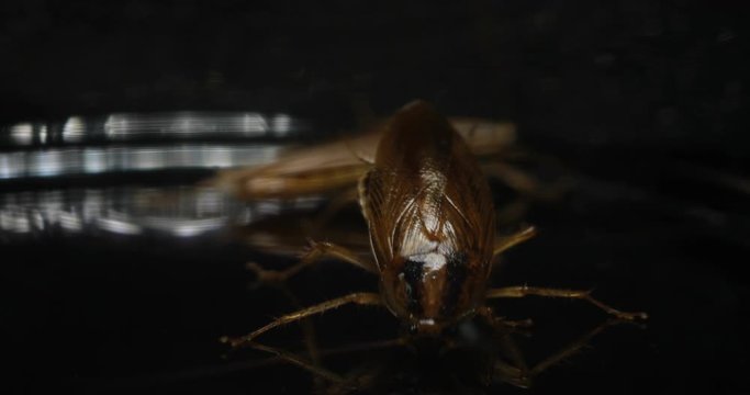 Dirty Insect Cockroach Crawling On The Table In The Kitchen Looking For Leftovers Macro Close Up Red Cockroach