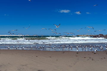 ウミネコの群れ