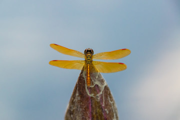 Dragonfly on a water Lilly bulb