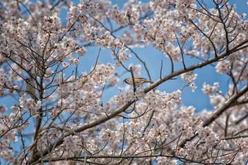 満開の桜の木の上のスズメ