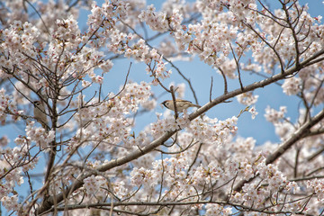 満開の桜の木の上のスズメ