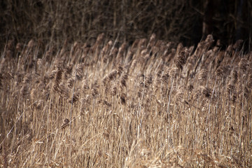 Dry grass background. Plants in the field