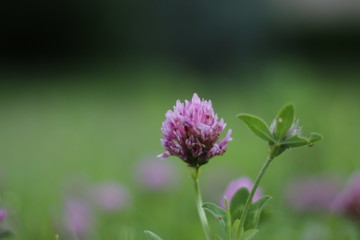 Fototapeta premium green leafy pink clover flower