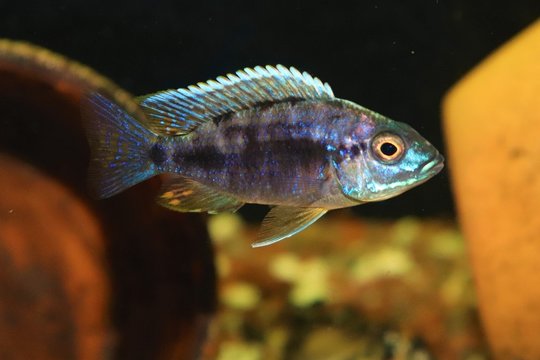 Aulonocara Blue Neon