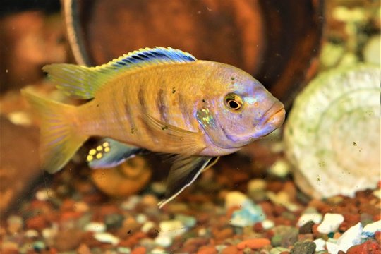 Ciclido Metriaclima Gold