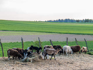 Naklejka na ściany i meble Schafe auf der Weide bei Sonnenuntergang