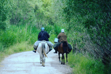 horse and women rider