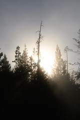 Sun Bursts Through Fog Behind Pine Trees