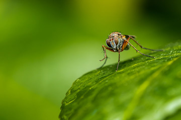 Closeup of an insect on a plant in the garden