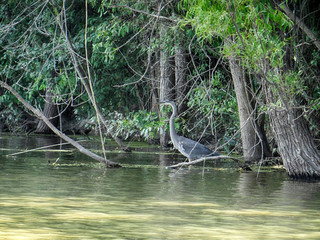 Great blue heron standing in the water under trees,