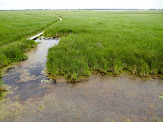 Overview of a boardwalk traveling through a marsh near Lake Erie, Ontario, Canada