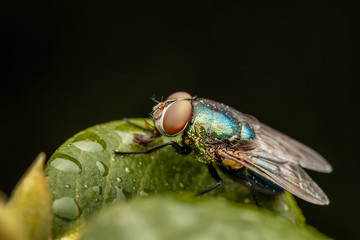 Closeup of an insect on a plant in the garden