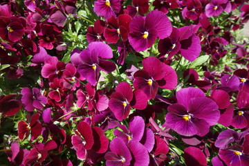 Fototapeta premium 春に咲いた紫のパンジーの花