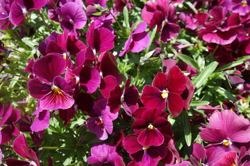 春に咲いた紫のパンジーの花