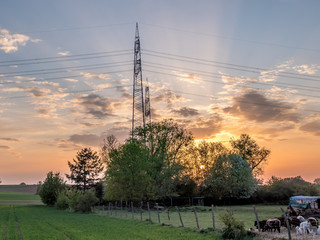 Schafe auf der Weide bei Sonnenuntergang