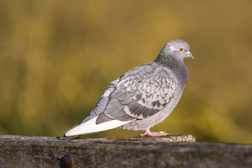 pigeon in the park in UK , nice background blur 