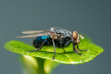 Closeup of an insect on a plant in the garden