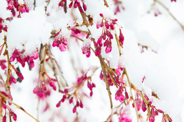 Snow Covered Magnolia Flower in April in New England 
