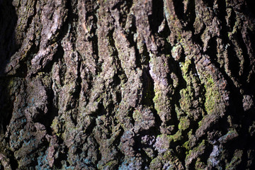 Tree bark in natural light.