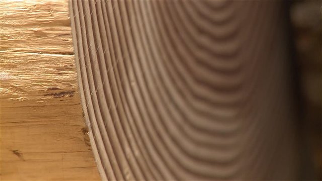 life rings of a tree trunk dendrochronology sample