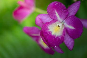 Beautiful blooming orchids in forest