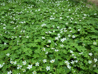 ニリンソウの群生-6