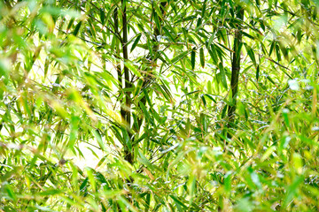 Obraz premium 笹の葉 雨の日