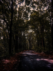 path in the park
